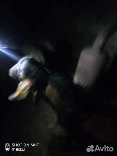 Нубийский козел