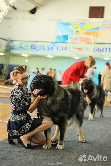 Вязка кавказская овчарка