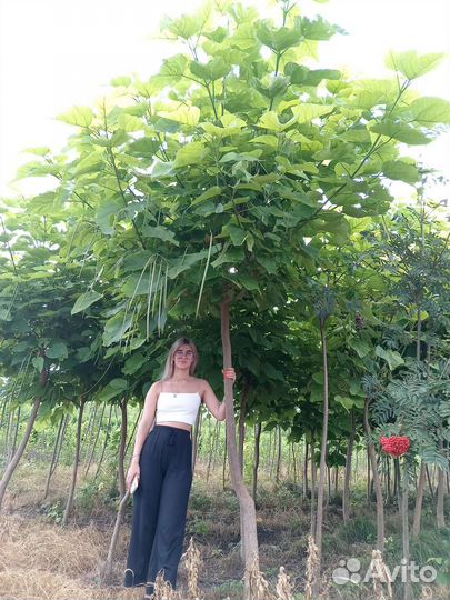 Катальпа липа клён ясень рябина