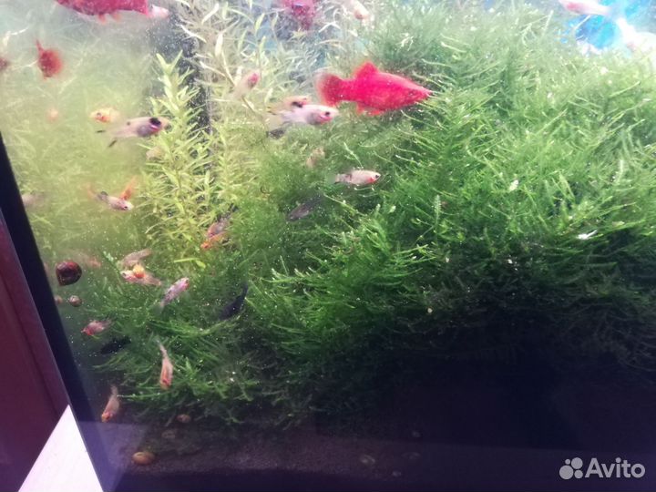 Мох для аквариума