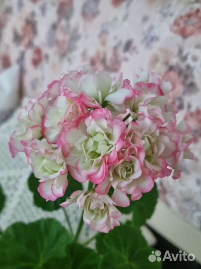 Пеларгония герань Sutarve Klara San