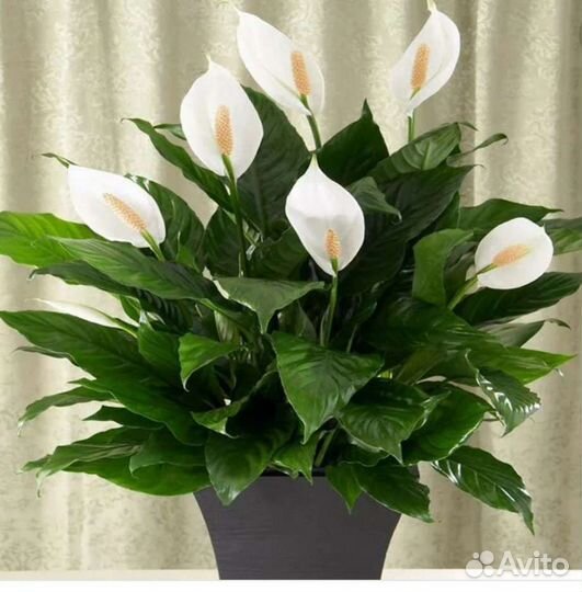 Спатифиллум женское счастье