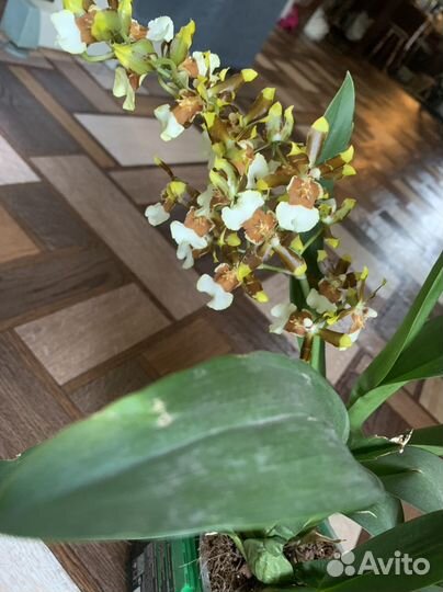 Орхидея онцидиум