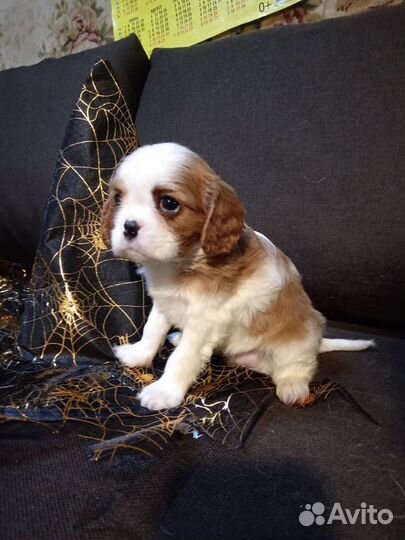 Кукольная девочка ккчс