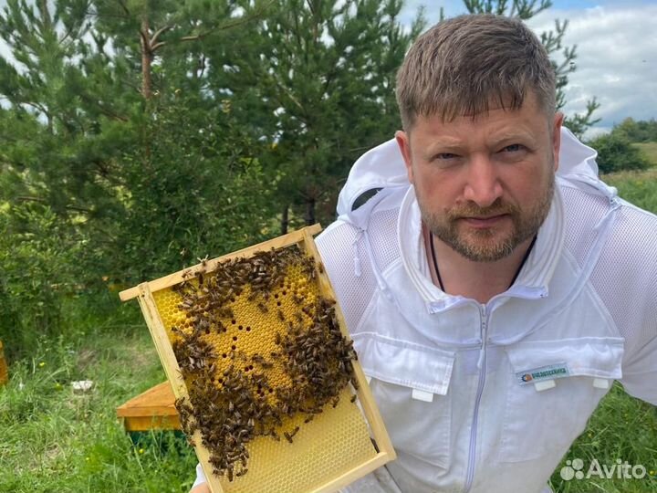 Матки Бакфаст F1, ио, и Островные