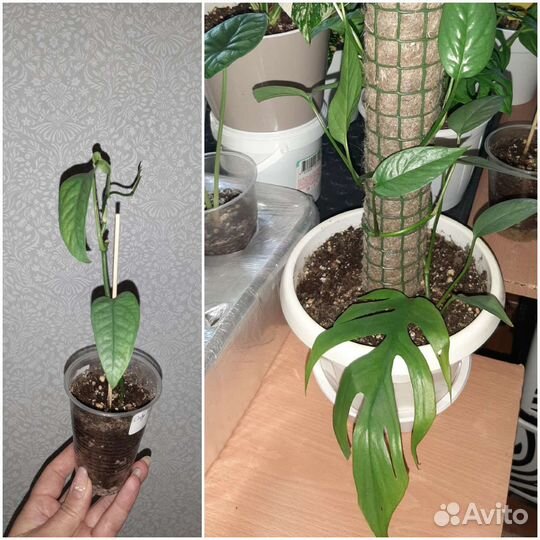 Комнатные цветы