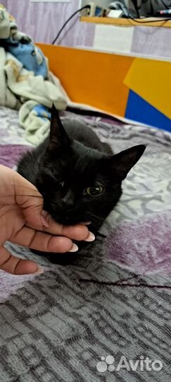 Кошка в дар