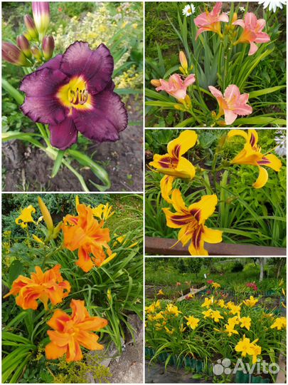 Многолетние садовые растения