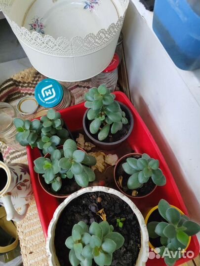 Толстянка, денежное дерево