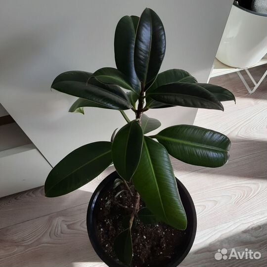 Фикус в интерьерном кашпо