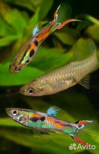 Аквариумные рыбки гуппи