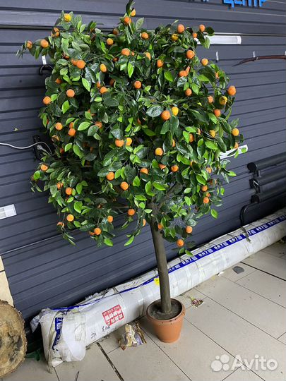 Дендробиум