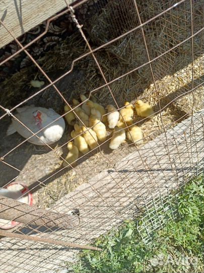 Индоутки недельные