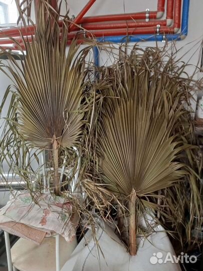 Пальмовые листья