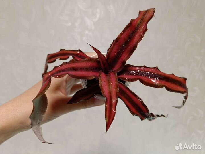 Криптантус 