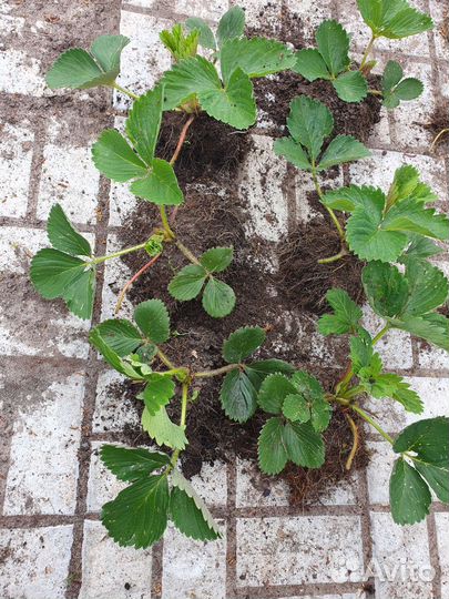 Рассада клубники