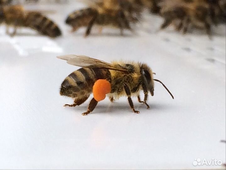 Крем мед, Мед в сотах и на разлив с моей пасеки и