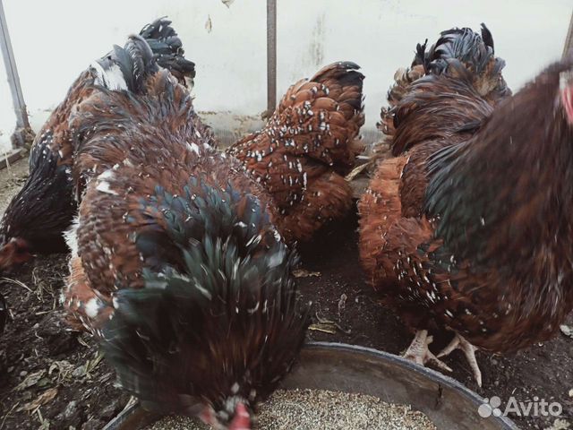 Цыплята кур-несушек породы орпингтон ситцевый