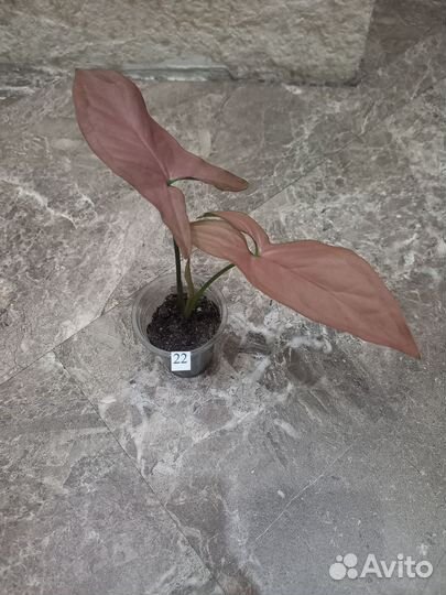 Сингониумы сортовые: