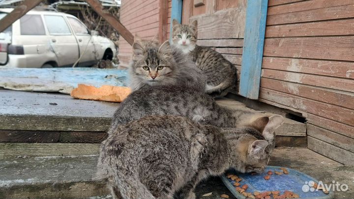 Котята в добрые руки