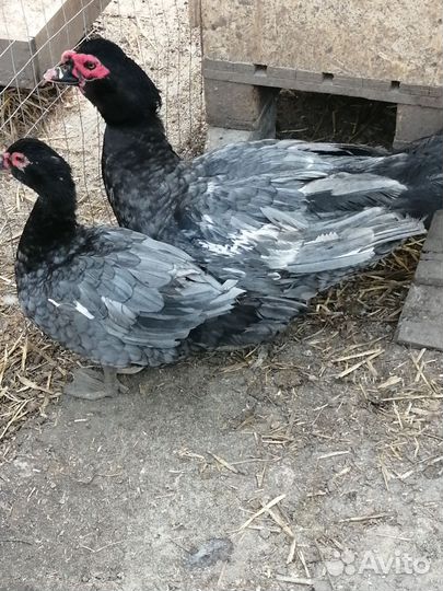 Инкубационное яйцо гуси-утки