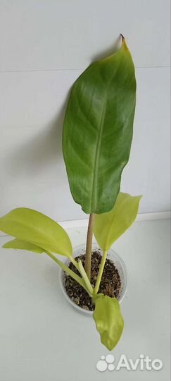 Филодендроны