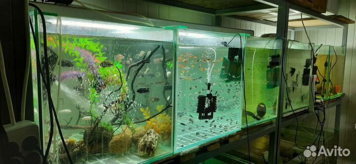 Аквариумные рыбки