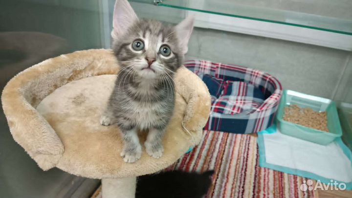 Крошечные девчушки ищут дом