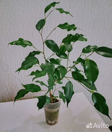 Цветы на подоконник.эухарис лирата Бенжамин