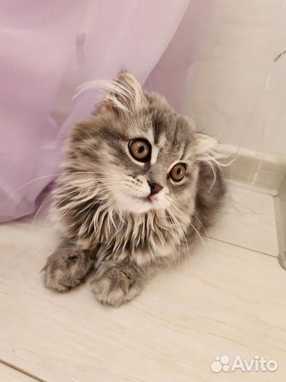 Кошка британка