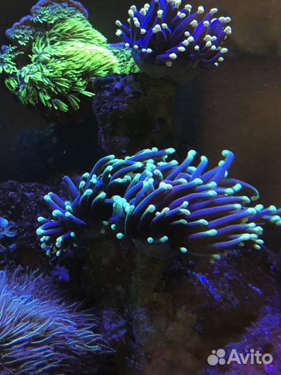 Эуфилия, морские кораллы