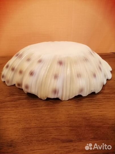 Морские ракушки раковины