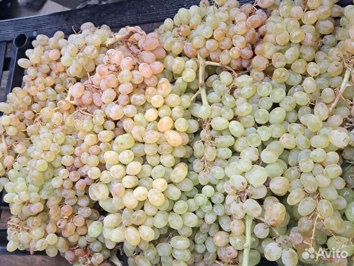 Виноград киш миш