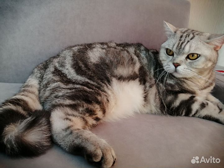 Кот британец