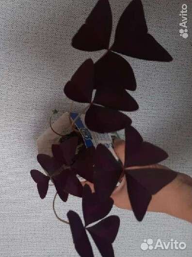 Кислица- оксалис triangularis 