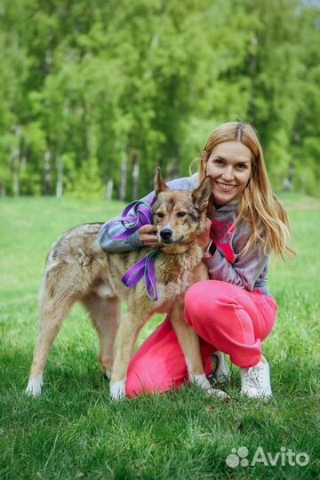 Степа метис лайки и самый преданный пес на свете