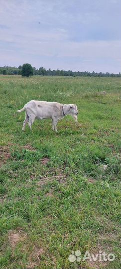 Козел зааненский