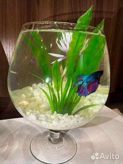 Рыбка петушок с аквариумом