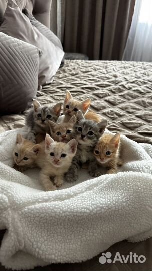 Котята в добрые руки даром
