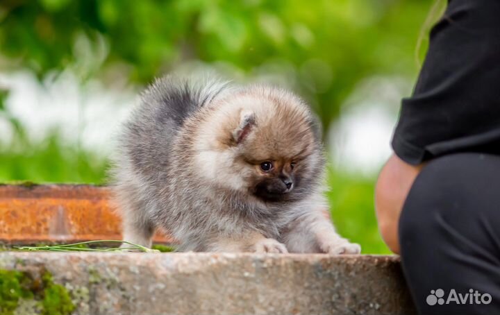 Шпиц девочка мини