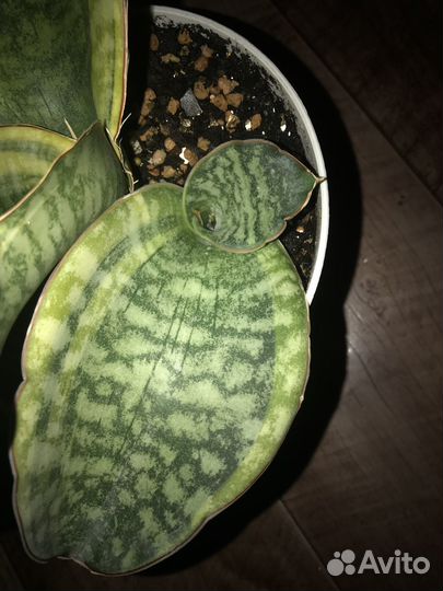 Мафинга ES849 var