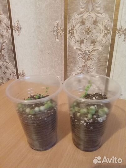 Крестовник Роули вариегатный