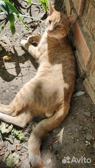 Котик в дар