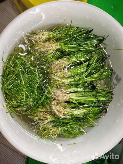 Аквариумные растения Эхинодорус нежный