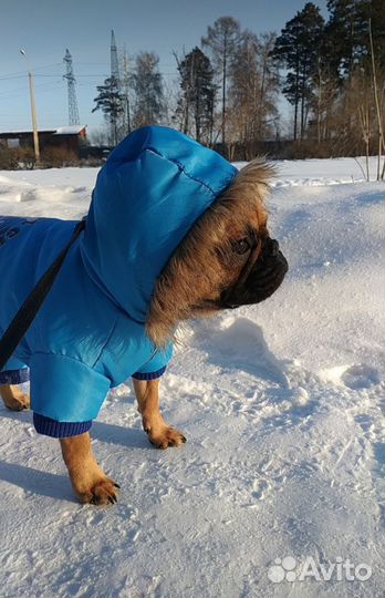Куртка для собак
