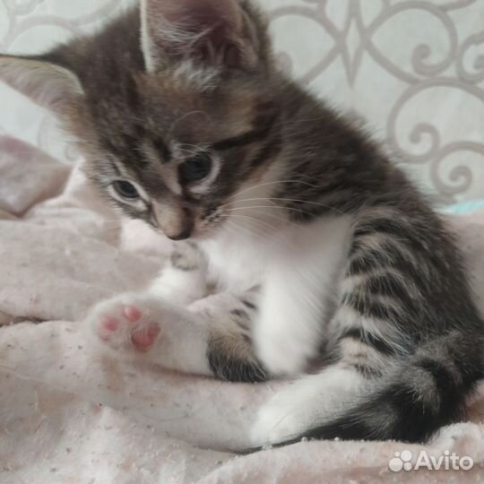 Отдам котят в хорошие руки