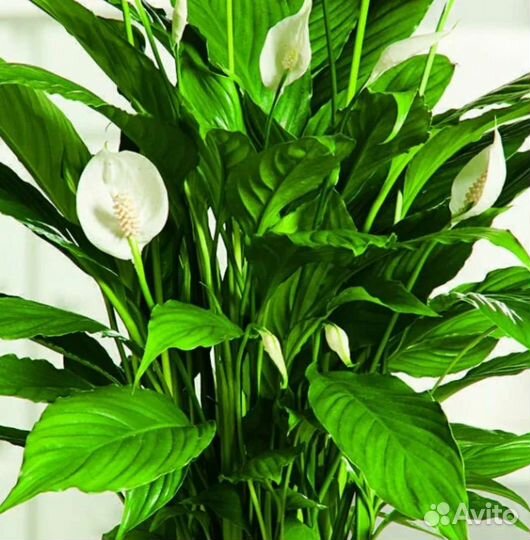 Аглаонема, Спатифиллум(женское счастье)