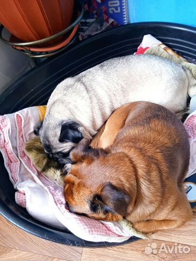 Няня для собаки (передержка)