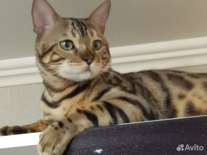 Кот на вязку