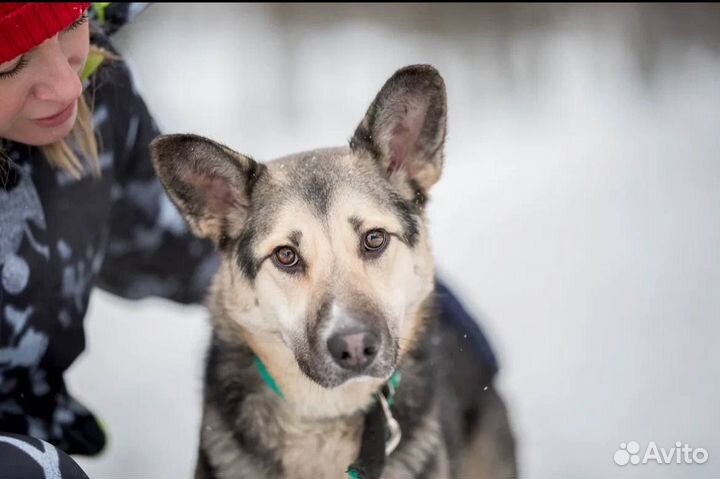 Маленькая Мышка - идеальная собака для семьи
